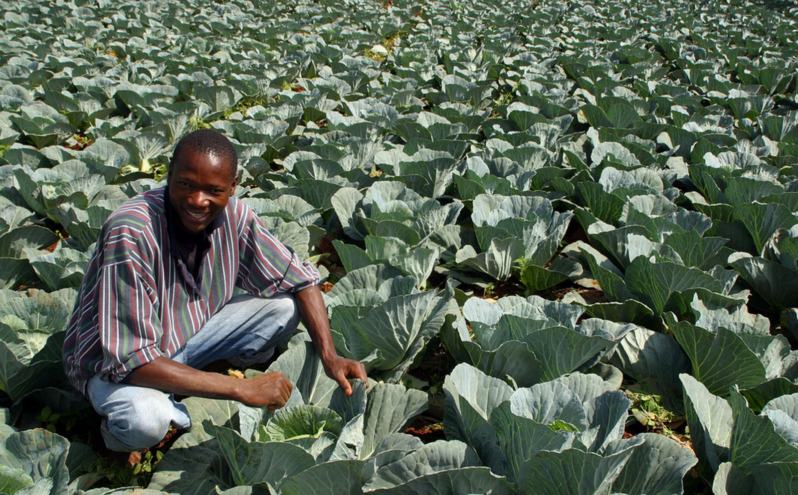 Свазиленд сельское хозяйство. Бенин сельское хозяйство маниока. Танзания сельское хозяйство. Намибия сельское хозяйство.