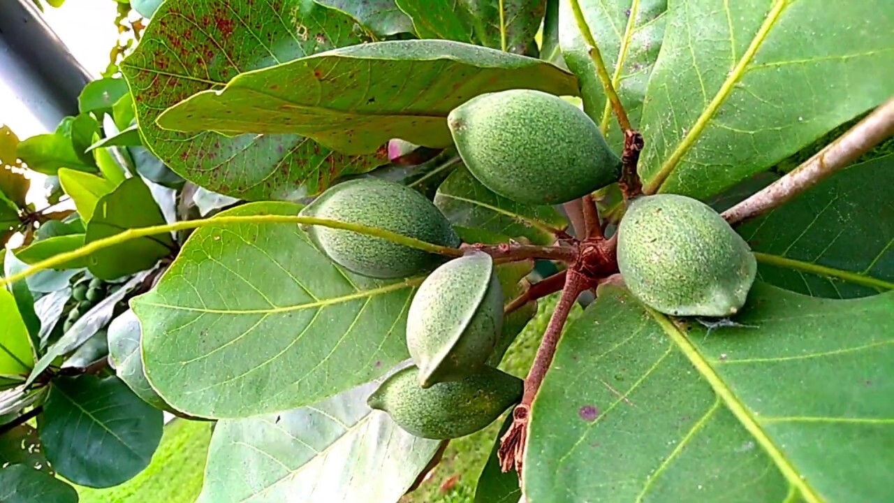 The fruit called ‘fruit’ in Nigeria - Sky Blog - afrosky.com