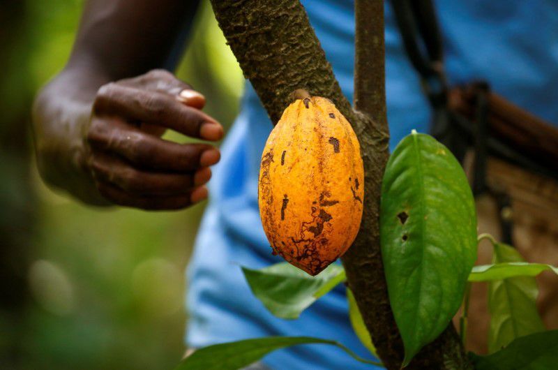 Ivory Coast tests new cocoa traceability system to fight deforestation ...